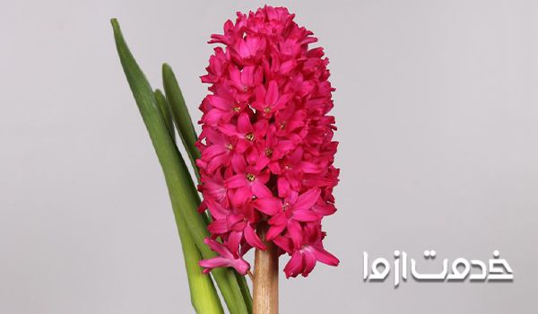 گل سنبل رومی پیاز گل سنبل گل سنبول روش نگهداری پیاز گل سنبل برای سال بعد عمر گل سنبل سنبل رومی خرید پیاز گل سنبل