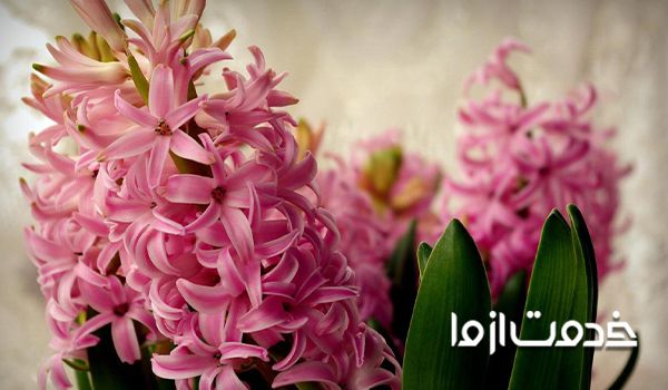 گل سنبل ایرانی گل سنبل سفید سنبل گل پیاز سنبل ایرانی طرز نگهداری گل سنبل