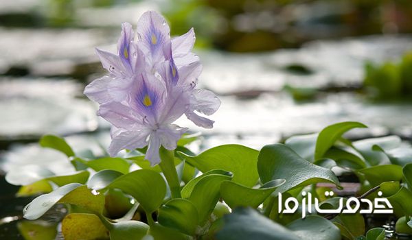 گل سنبل آبی ديزاين مجالس انواع گل سنبل گل سنبل بیشتر در چه فصلی از سال گل میدهد