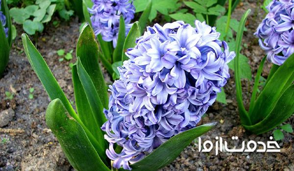 کاشت  سنبل سنبل به انگلیسی بذر سنبل روش کاشت پیاز سنبل گل سنبل به انگلیسی پیاز سنبل هلندی