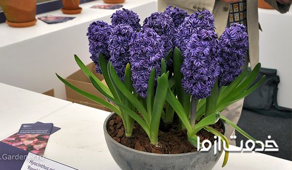 عمر گل سنبل سونبل سنلل آذر سنبل ایرانیان خرید پیاز سنبل هلندی فروش پیاز گل سنبل در مازندران