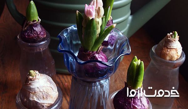 روش نگهداری پیاز گل سنبل برای سال بعد بذر گل سنبل کاشت گل سنبل برای عید