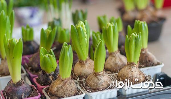 پیاز گل سنبل سفارش اینترنتی گل فروشی بهرام خرید پیاز سنبل قیمت پیاز سنبل خرید تاج گل