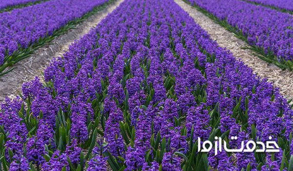 تکثیر گل سنبل سنبل گل سنبل زمان کاشت بذر گل سنبل گل سمبل سنبل ایرانی