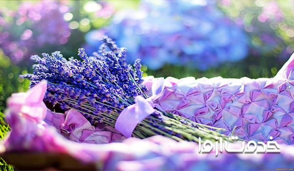 گل سنبل سنبل گل پیاز سنبل ایرانی طرز نگهداری گل سنبل پیاز گل سنبل گل سنبول روش نگهداری پیاز گل سنبل برای سال بعد