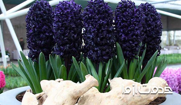 گل سنبل قیمت هر قلمه گل رز هلندی ثنبل سن بل سُنبل سبنل سنمبل خرید پیاز گل خورشیدی