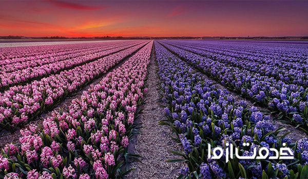 تکثیر پیاز گل سنبل پیاز سنبل سکبل گلسنبل سنبا گل سنبل ایرانی گل سنبل سفید