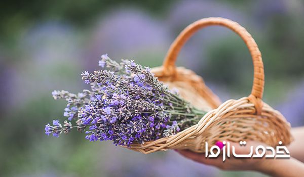 عمر گل سنبل ستبل نسبل صمبل گل سنبل هلندی نگهداری گل سنبل