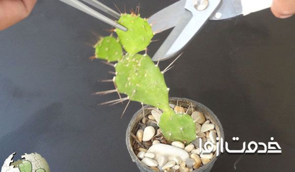 نحوه تکثیر گیاه کاکتوس