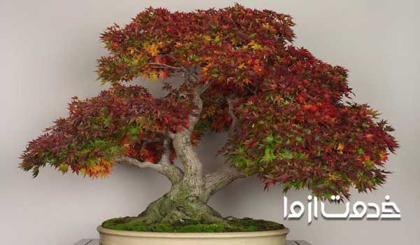 بونسای چیست؟ بونسای آدنیوم  پرورش بونسای چگونه است؟ چرا برخی می گویند بونسای نخرید؟