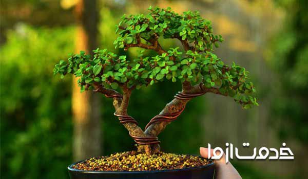 بونسای نخرید  بونسای جنسینگ  خاصیت گل بونسای ساخت بونسای