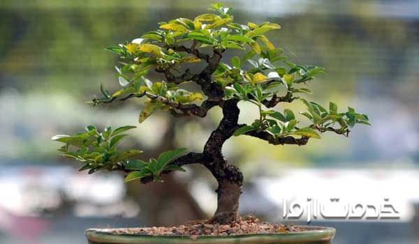 روش نگهداری بن سای در خانه  طریقه اب دادن گل بن سای  پرورش بن سای