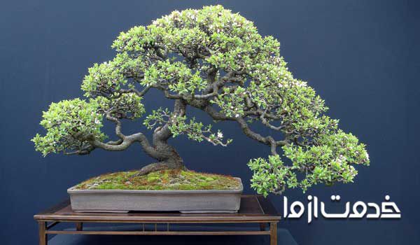 آبیاری بن سای  انواع بن سای  بن سای شمشاد  بن سای فیکوس  بن سای جنسینگ