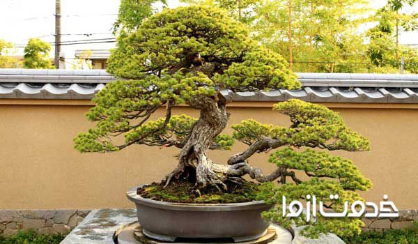 شاید سوال شما باشد بونسای چیست؟ کاربرد بونسای چیست؟