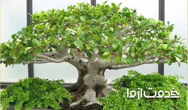 بونسای آدنیوم  بونسای افرا