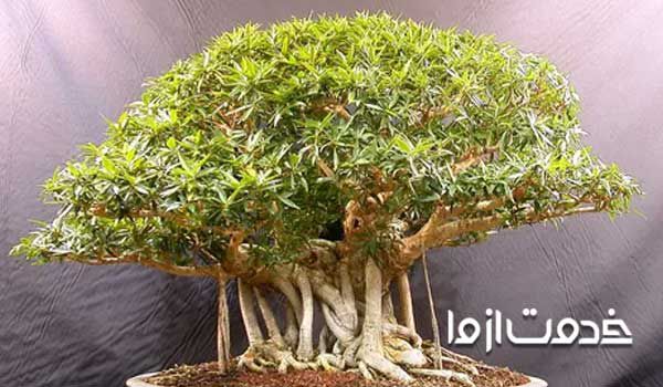 بونسای چیست  پرورش بونسای