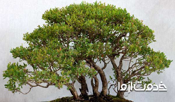 بونسای جنسینگ  خاصیت گل بونسای