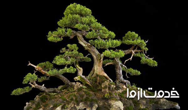 فروش بونسای در. تهران  خرید بونسای گلدار  بن سای کاج  خرید بونسای کلکسیونی