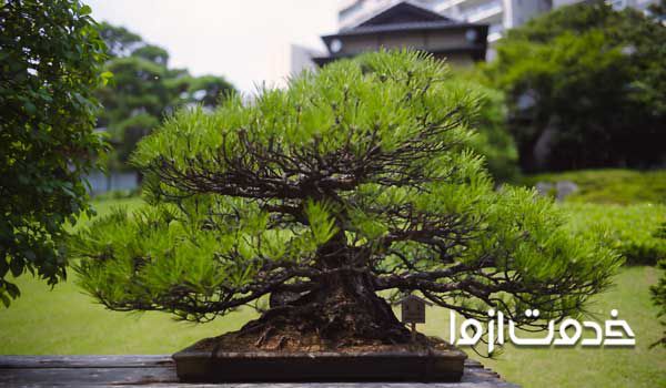 خرید بن سای ارزان  خرید بن سای افرا  خرید اینترنتی بن سای ارزان  قیمت بن سای انار