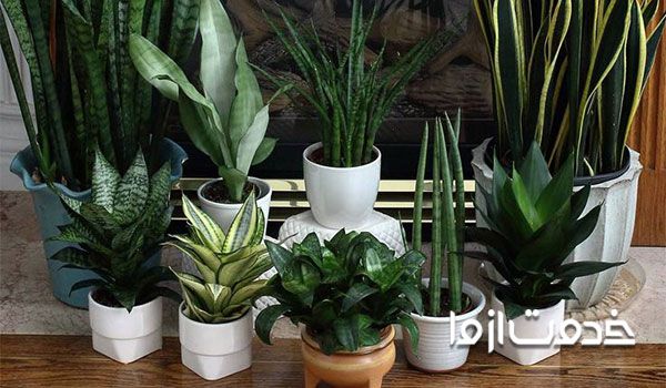 فیلم تکثیر سانسوریا چقدر طول میکشه سانسوریا پاجوش بزنه سانسوریا سانسوریا مهتابی ابلق علت باریک شدن سانسوریا