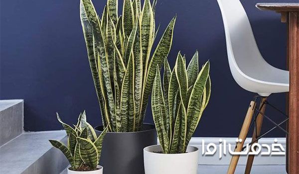 پاجوش سانسوریا گل سانسوریا ترکیب خاک مناسب سانسوریا