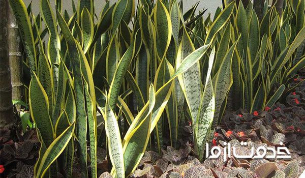 سانسوریا ابلق علت خم شدن سانسوریا قلمه زدن سانسوریا