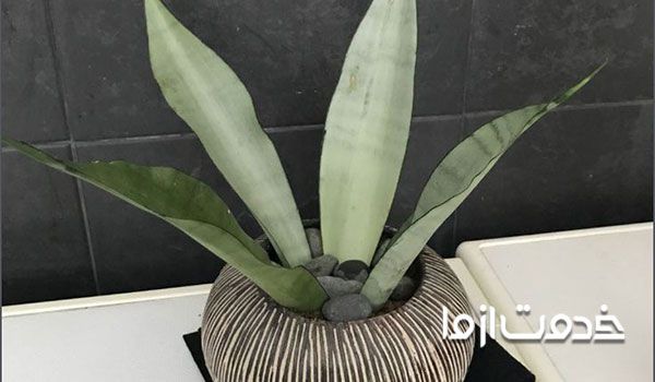 سانسوریا مهتابی علت چروکیده شدن برگهای سانسوریا خاک مناسب سانسوریا ابلق تکثیر سانسوریا مهتابی