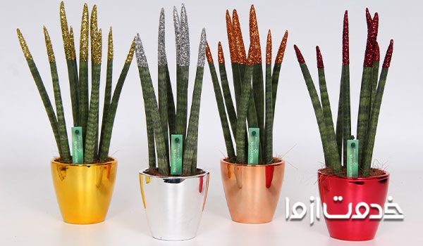 ترکیب خاک مناسب سانسوریا خواص سانسوریا قیمت گل سانسوریا رنگی تکثیر سانسوریا پاجوش