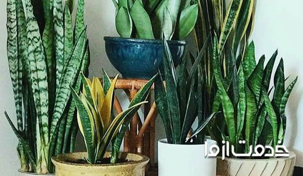 قیمت گل سانسوریا شمشیری قیمت گیاه سانسوریا قیمت سانسوریا رنگی