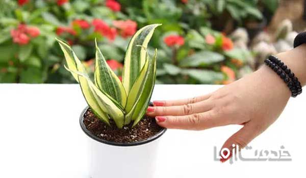 چقدر طول میکشه سانسوریا پاجوش بزنه | سانسوریا