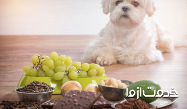 غذاهای ممنوعه برای سگ