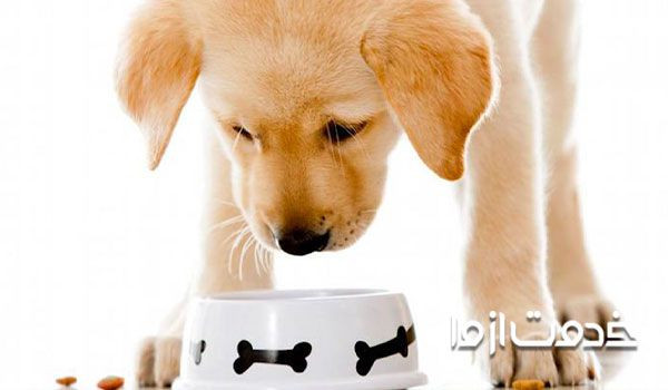 غذاهای مفید برای سگ