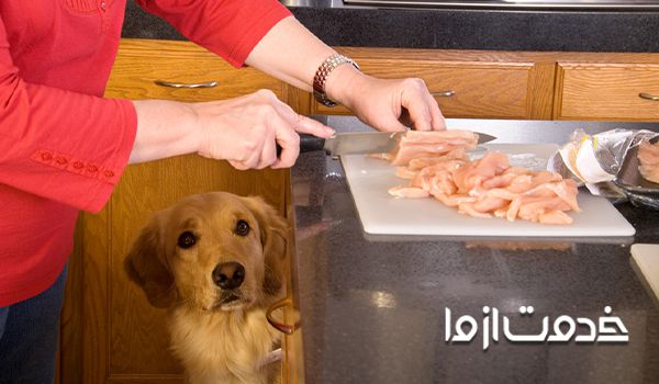 غذای خانگی سگ شیتزو