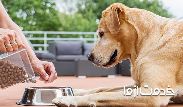 نحوه دادن غذای خشک به سگ