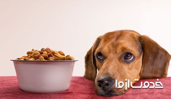 غذاهای ممنوعه برای سگ