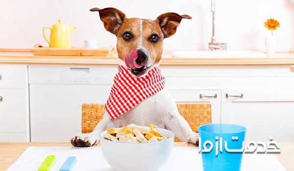 غذای مقوی برای سگ ژرمن شپرد