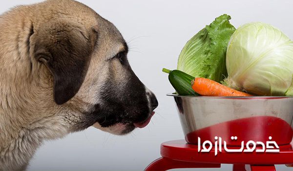 لیست غذاهای مفید برای سگ خانگی
