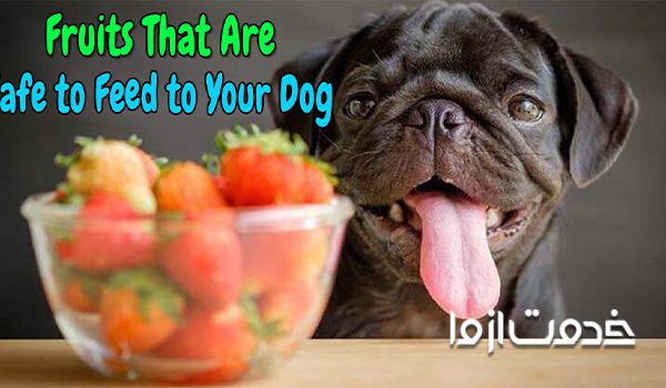 لیست غذاهای مفید برای سگ خانگی