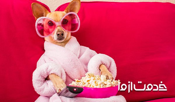 غذای سگ هاسکی