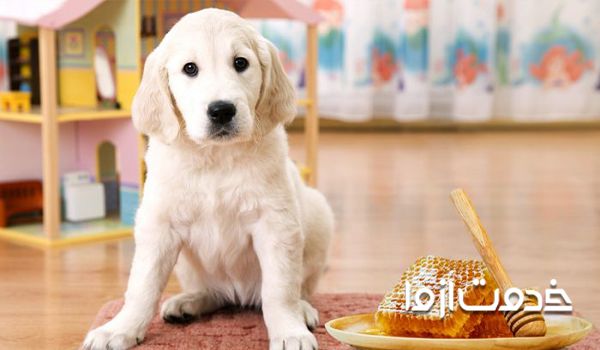 لیست غذاهای مفید سگ خانگی