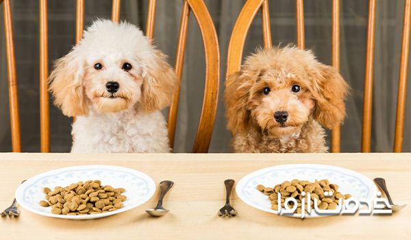 فروش غذای سگ