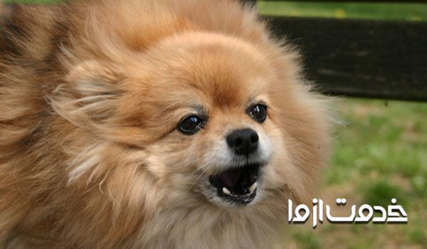 علت های پارس کردن سگ 