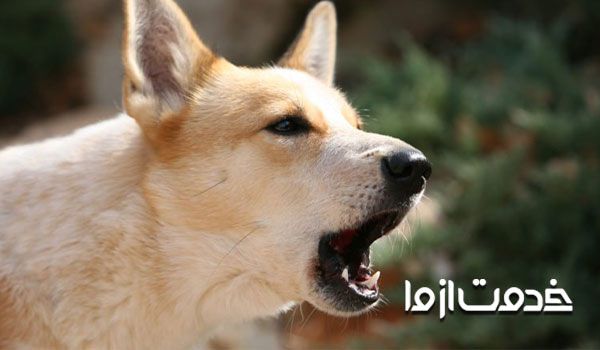 علت های پارس کردن سگ - جلوگیری از پارس کردن سگ 