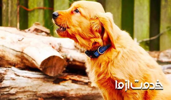 علت های پارس کردن سگ - هشدار و پیام رسانی