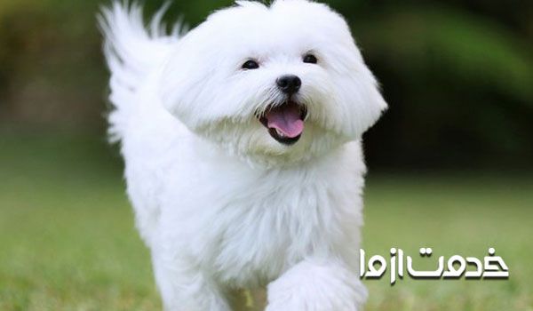 علت های پارس کردن سگ - شیطنت و هیجان