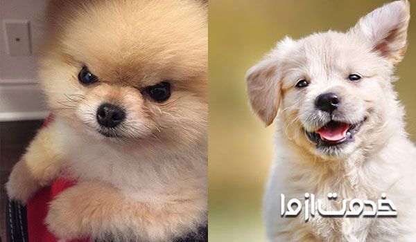 علت های پارس کردن سگ - کسالت و خستگی