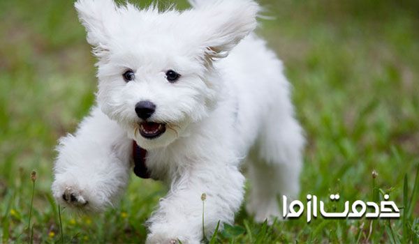 علت های پارس کردن سگ - جلب توجه 