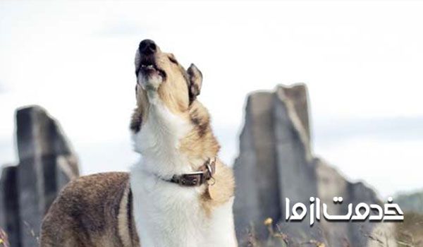 علت زوزه کشیدن سگ بالغ