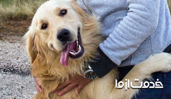 جلوگیری از پارس سگ در شب