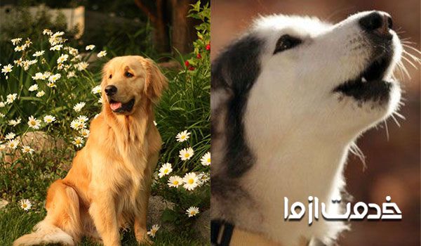 عواملی که در جلوگیری از پارس کردن سگ در شب موثر است.